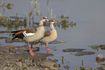 Egyptian Geese