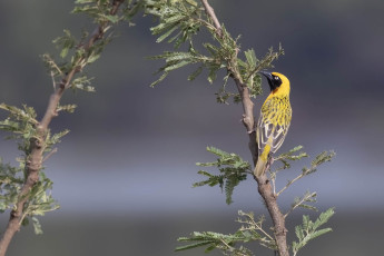 Speke's Weaver