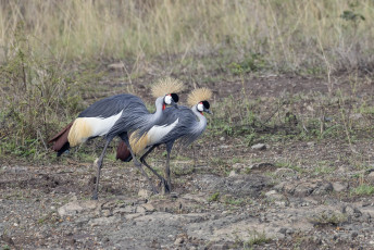 Gray Crowned-Cranes