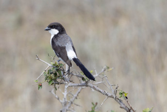 Long-tailed Fiscal