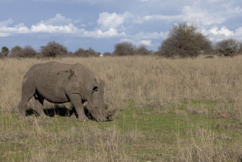 Southern White Rhinoceros