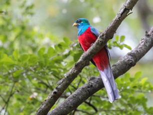 Narina Trogon