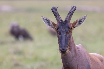 Topi