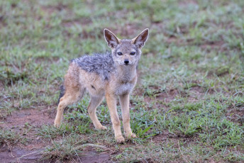 Black-backed Jackal