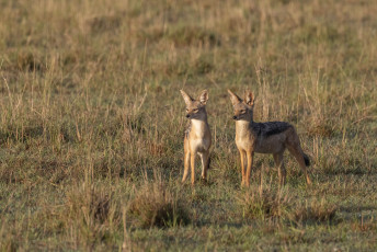 Black-backed Jackals