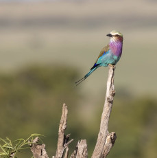 Lilac-breasted Roller