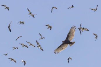 Brown Snake-Eagle with Black-winged Lapwings