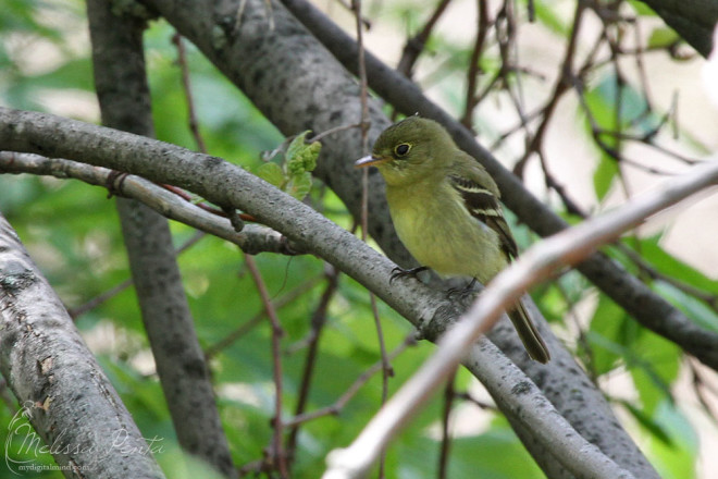 A very cooperative Yellow-bellied Flycatcher