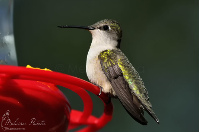 Ruby-throated Hummingbird